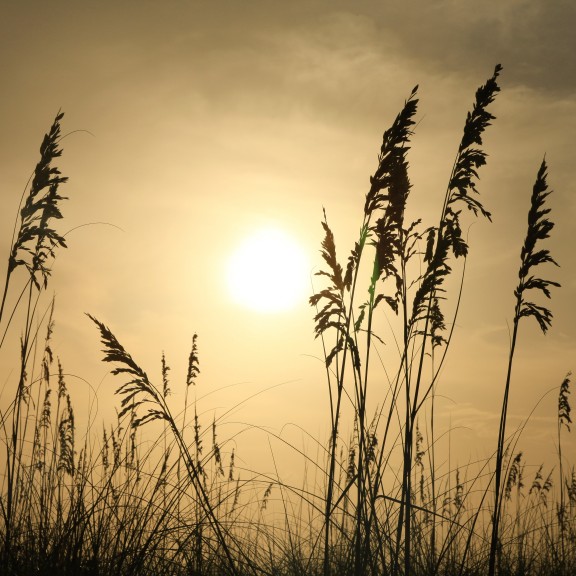 Sunset with silhouetted hay grass